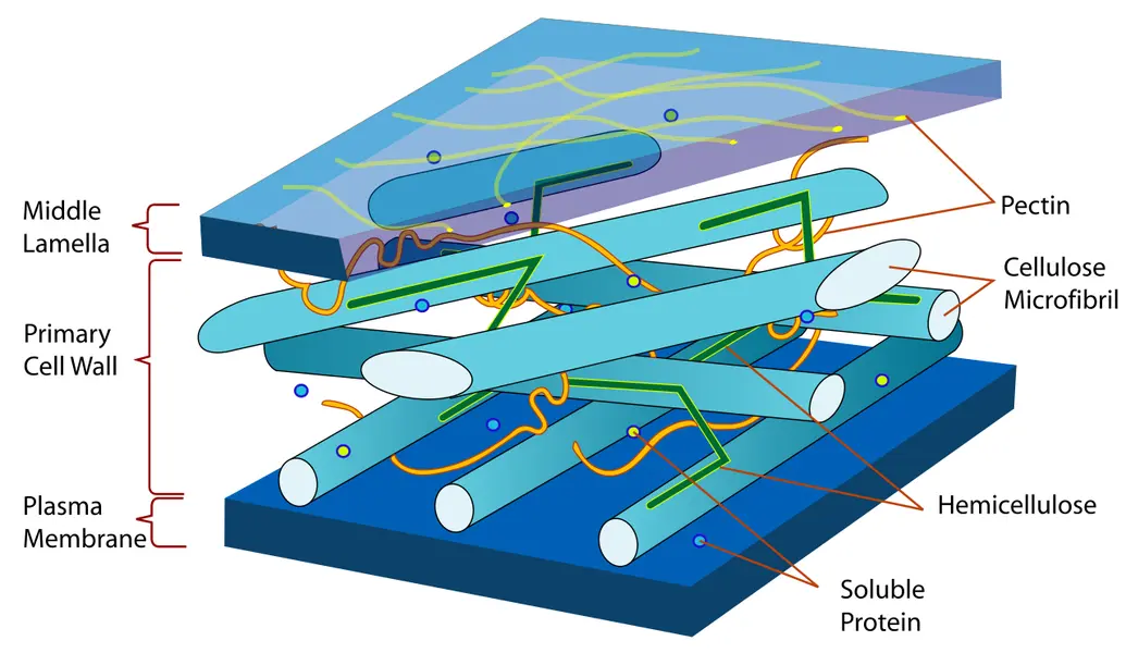 The chemical makeup of the cell wall. It is made of cellulose, pectin, cellulose microfibril, and hemicellulose.
