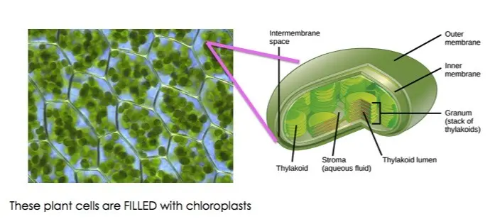 Plant cells are filled with chloroplasts.