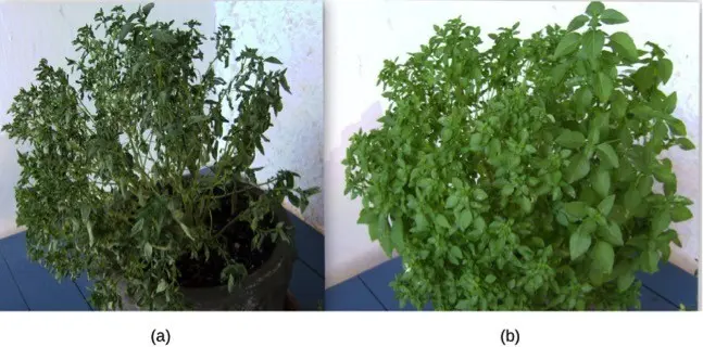 Empty vacuoles mean droopy cell walls and wilting plants.