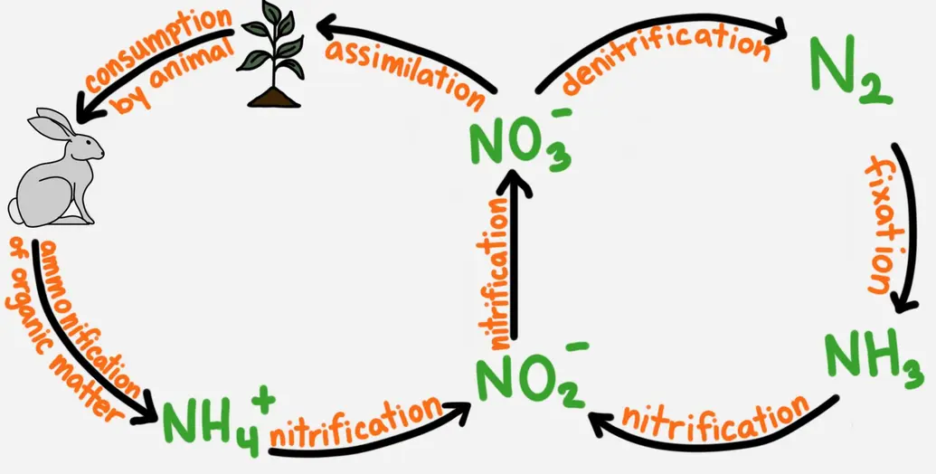 A general diagram of how nitrogen changes throughout the nitrogen cycle.