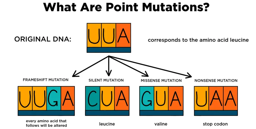 What are point mutations? UUA corresponds to the amino acid leucine. For a frameshift mutation, a G is inserted so every amino acid that follows is altered. For a silent mutation, the amino acid still codes for leucine. For a missense mutation, the amino acid changes to valine. For a nonsense mutation, the codon is changed to a stop codon.