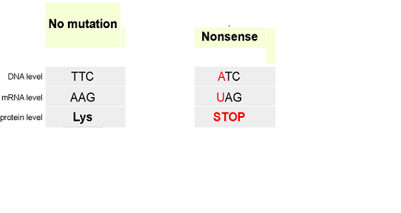A nonsense mutation in which the DNA sequence TTC is mutated into ATC. This mutation produces the mRNA sequence UAG, which codes for a stop codon.