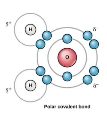 A polar covalent bond