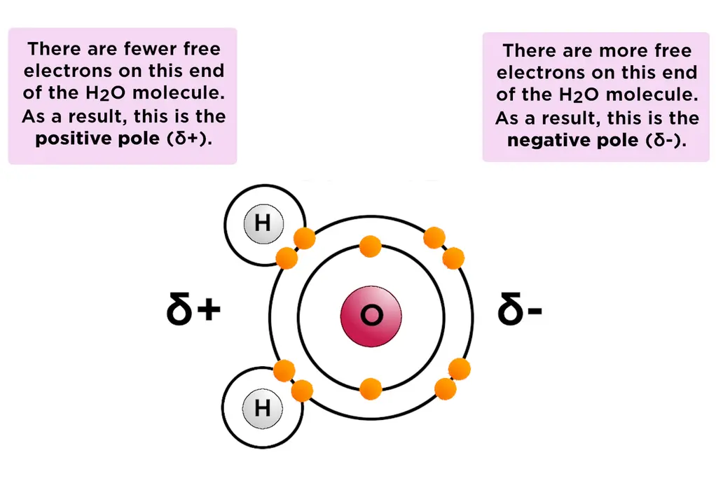 There are fewer free electrons at the hydrogen end of a water molecule. As a result, this is the positive pole. There are more free electrons at the oxygen end of a water molecule. As a result, this is the negative pole.