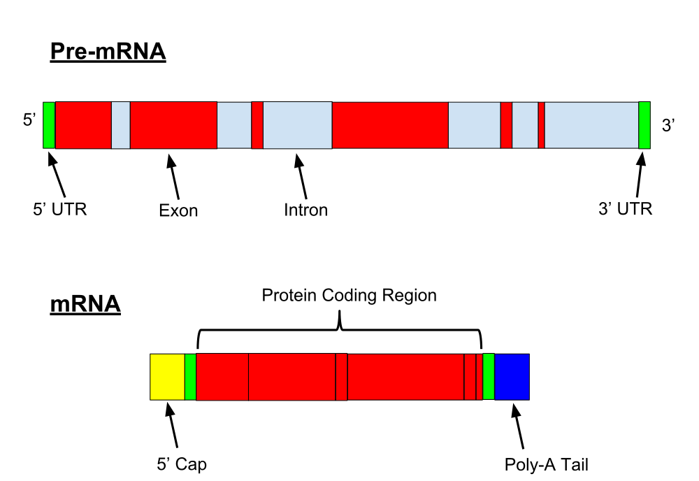 A diagram showing pre-mRNA and mRNA