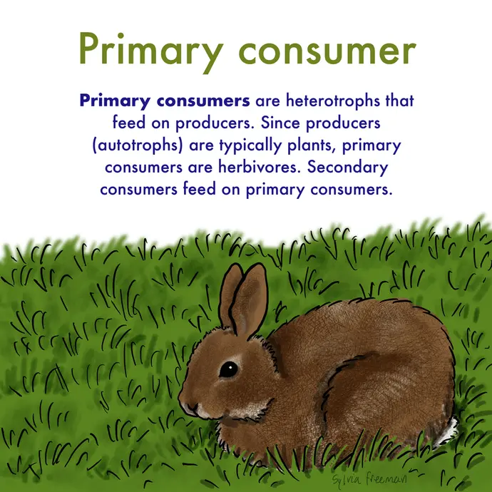 The image shows a bunny in some grass. The image text reads: primary consumers are heterotrophs that feed on producers. Since producers (autotrophs) are typically plants, primary consumers are herbivores. Secondary consumers feed on primary consumers.