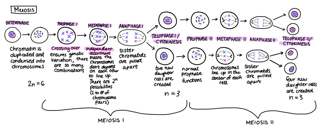 Diagram of meiosis I and meiosis II