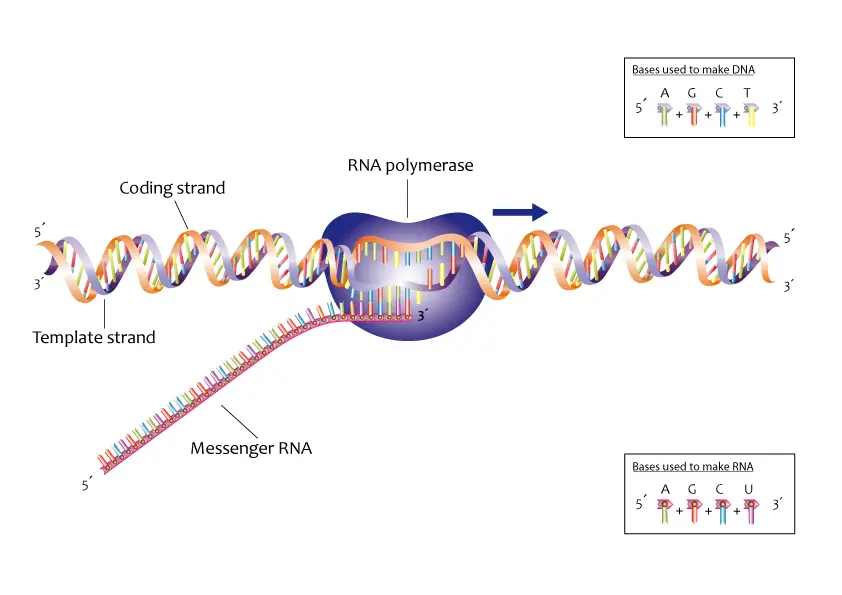 An enzyme called RNA polymerase separates the two strands of DNA into individual strands. It then uses one of these strands as a blueprint for a new strand of RNA.