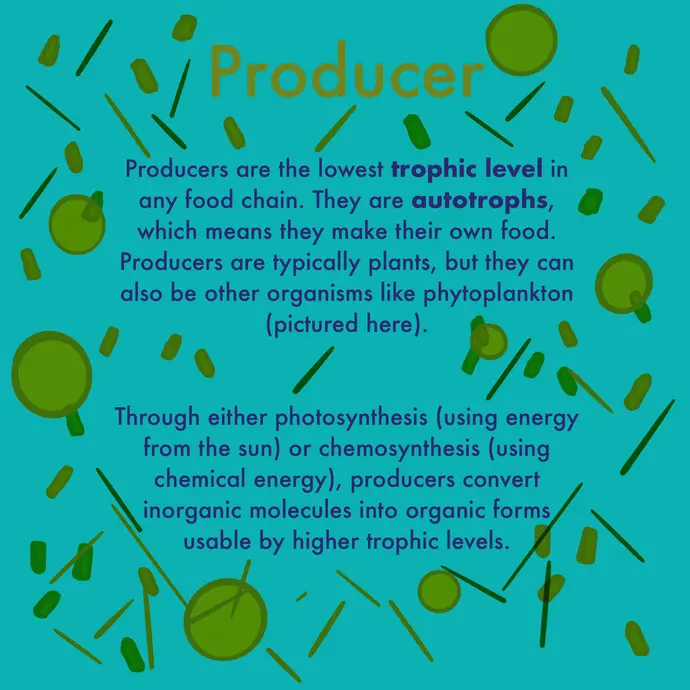 This is a cartoon illustration explaining what a producer is. The image shows phytoplankton in water. The image text reads: Producers are the lowest trophic level in any food chain. They are autotrophs, which means that they make their own food. Producers are typically plants, but they can also be other organisms like phytoplankton (pictured here). Through either photosynthesis (using energy from the sun) or chemosynthesis (using chemical energy), producers convert inorganic molecules into organic forms usable by higher trophic levels.
