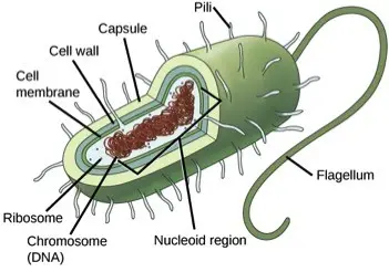 Prokaryotic cells are surrounded by a capsule covered in tiny hairs called pili. They have a cell wall and cell membrane. A flagellum, a tail-like appendage, is used for movement. Prokaryotes have DNA stored in an area called the nucleoid region. They still contain ribosomes.