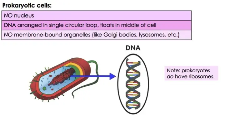Prokaryotic cells have no nucleus and DNA arranged in a single circular loop that floats in the middle of the cell. The contain no membrane bound organelles (like Golgi bodies, lysosomes, etc). They do have ribosomes, though, so keep that in mind.