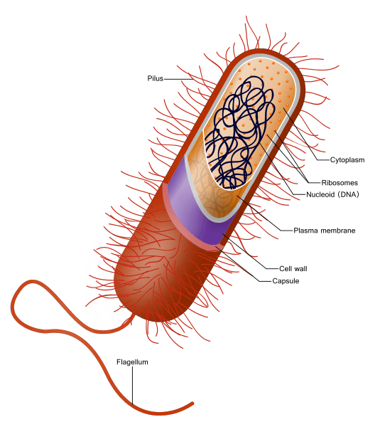 Image of a prokaryotic cell