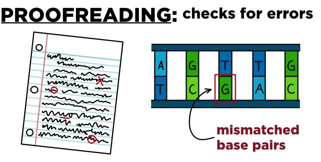 Proofreading checks DNA for errors. In the picture is an essay draft containing several red marks. Next to it is a DNA strand with a mismatched base.