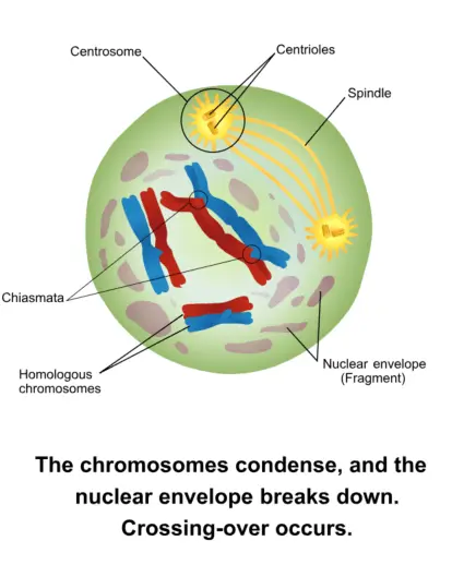 During early prophase I, chromosomes and centrioles duplicate. The centrioles begin to move to opposite sides of the cell. During late prophase I, homologous chromosome pairs line and the spindle starts to form.