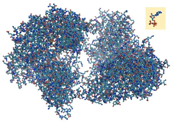 Titin is an extremely large protein made of thousands of amino acids.