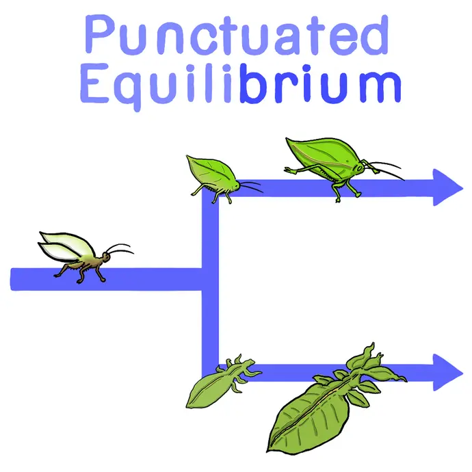 This illustration shows an example of punctuated equilibrium. The image shows a green ancestor bug that remains the same for a long time. It then evolves into two different leaf bug mimics over a short amount of time. In this model of speciation, species stay more or less the same over time. Then they rapidly change in short bursts.