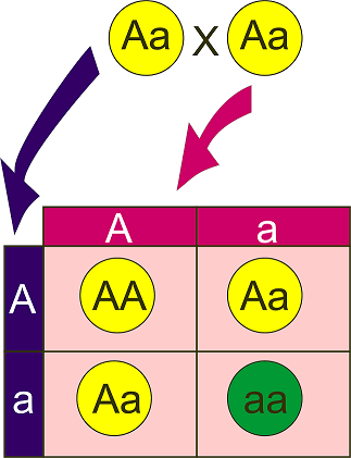 A Punnett square showing a parent with the genotype capital A lowercase A being crossed with a parent with the genotype capital A lowercase a. The possible offspring are one child with two capital A alleles, two offspring with a capital A and a lowercase a genotype, or one child with two lowercase a alleles.
