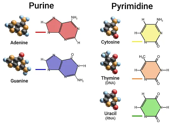 A diagram of the structures of purines and pyrimidines