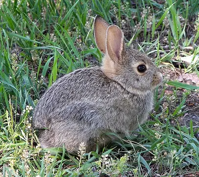 An adorable brown bunny.