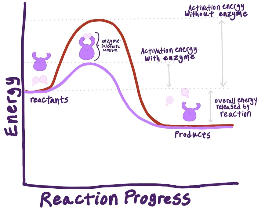 This image is a graph showing the difference in reaction energy for a reaction catalyzed by an enzyme versus one not catalyzed by an enzyme. Energy is on the Y-axis and Reaction Progress is on the X-axis. When the reaction is not catalyzed, the activation energy is higher and therefore the reaction takes longer because there is a higher energy barrier for the reaction to proceed. When the reaction is catalyzed, its activation energy is lowered and the reaction can happen at a much faster rate.
