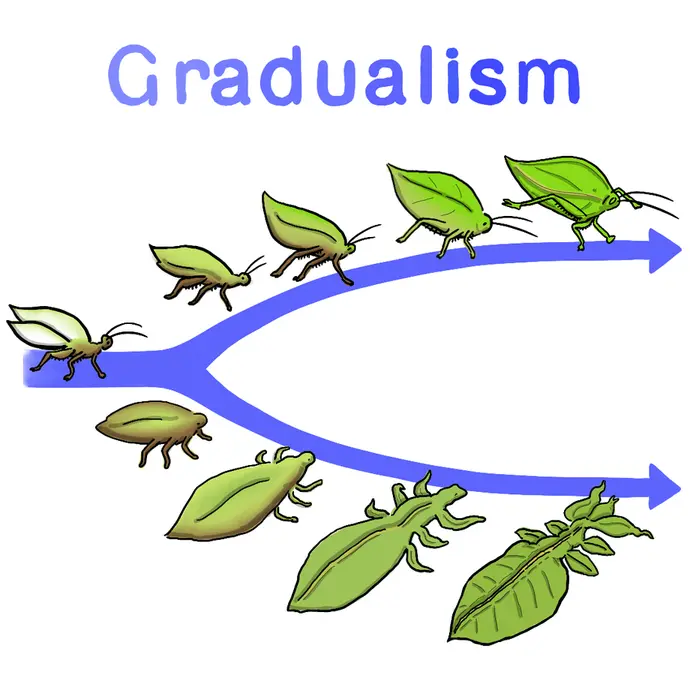 This is a cartoon showing an example of phyletic gradualism. In the image, a greenish-brown ancestor bug is shown gradually evolving into two different leaf bug mimics over time. In this model, evolution happens slowly, over many generations.