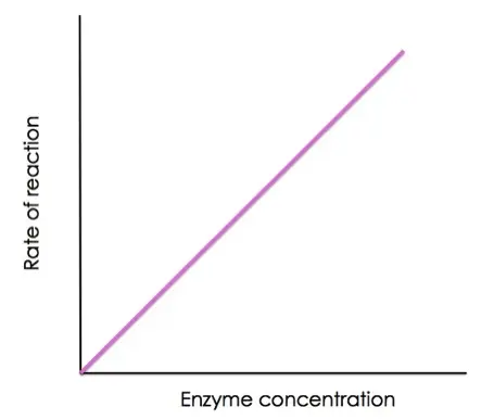 Rate of reaction increases when you add more enzyme.