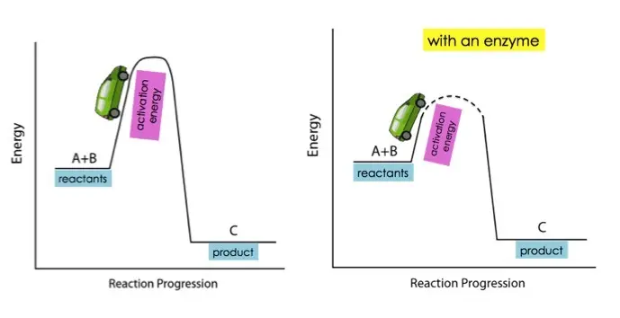 Enzymes lower the activation energy required to start a reaction.