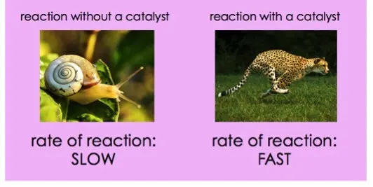 Reactions go faster when enzymes are involved.