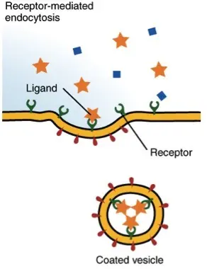 This is a diagram showing receptor-mediated endocytosis.