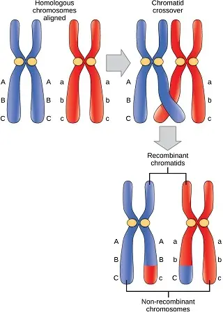 Chromosomes can cross over.