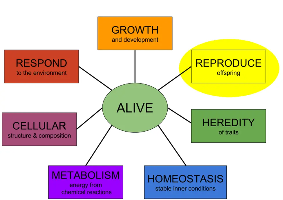 Living things share seven important features: they undergo growth and development, reproduce, respond to their environments, are made of cells, maintain homeostasis, inherit traits, and have a metabolism.