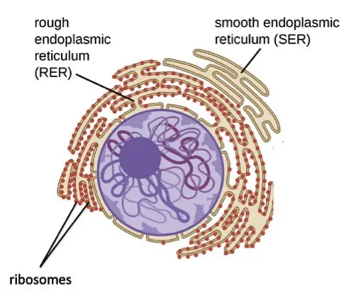 The rough ER is covered in ribosomes.