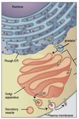 The rough ER and Golgi body are located close to each other.