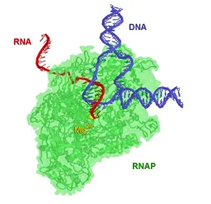 Picture of RNA polymerase