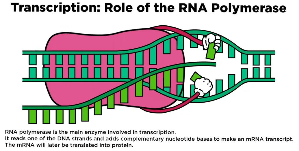 RNA polymerase is the main enzyme involved in transcription. It reads one of the DNA strands and adds complementary nucleotide bases to make an mRNA transcript. The mRNA will later be translated into protein.