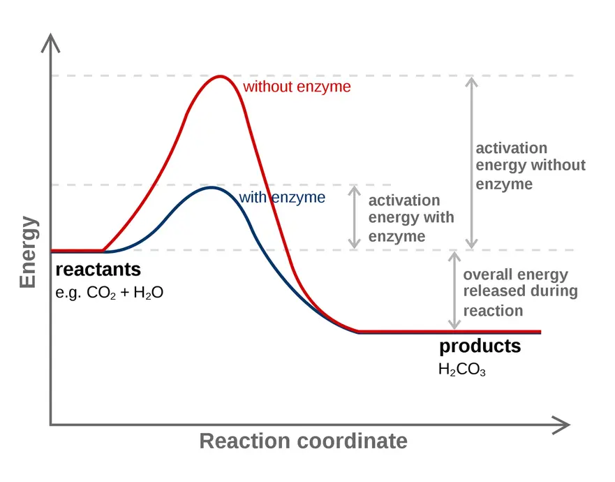 The reaction progress vs. energy plot of two reactions. The reaction without an enzyme has a massive activation energy barrier. With the enzyme, it is a much smaller hill. The overall energy released during the reaction is the amount of energy in the reactants minus the energy of the products.
