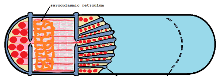 Sarcoplasmic reticulum is specialized smooth endoplasmic reticulum in skeletal muscle cells. 