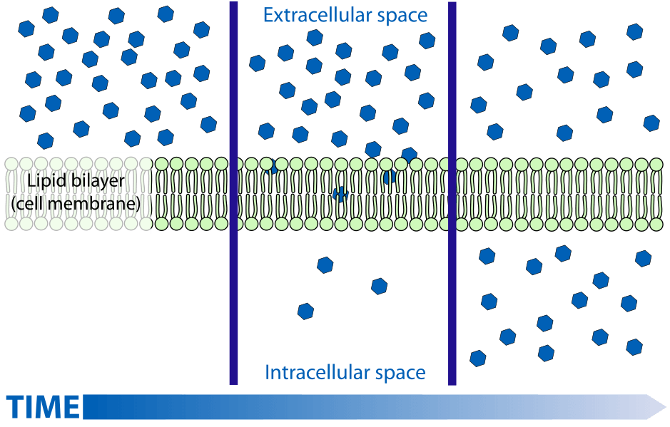 Diffusion across the cell membrane