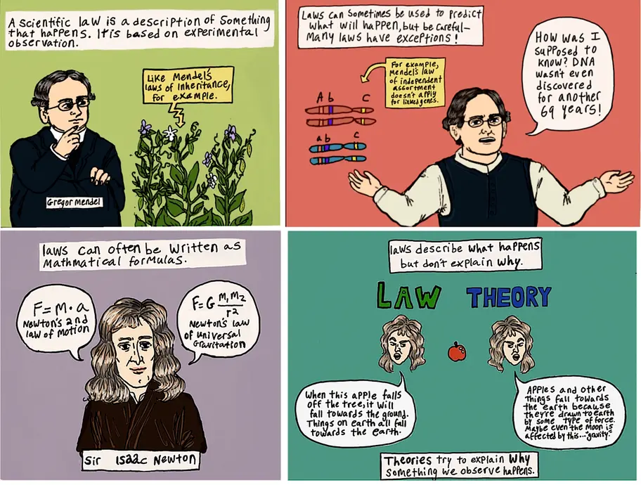 The text reads: A scientific law is a description of something that happens. It is based on experimental observation. One example is Mendel's laws of inheritance. Laws can sometimes be used to predict what will happen, but be careful—many laws have exceptions. For example, Mendel's law of independent assortment doesn't apply for linked genes. Laws can also often be written as mathematical formulas, like Newton's second law of motion or Newton's law of universal gravitation. Laws describe what happens, but don't explain why.  Theories try to explain why something we observe happens.