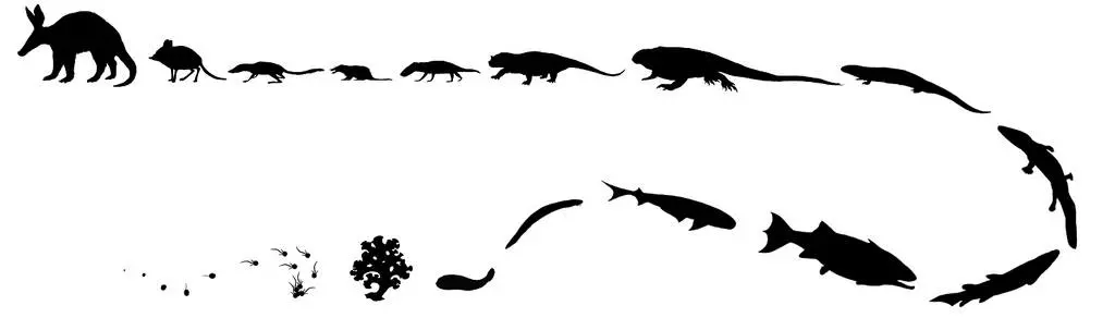 The evolution of the aardvark, from microscopic eukaryote to the modern mammal.