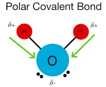 Water molecule, showing how the electrons are unequally distributed between the oxygen and the hydrogens, causing a partial negative charge on oxygen and a partial positive charge on the hydrogens 