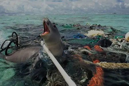 The image shows a seal entangled in abandoned fishing nets and plastic waste.