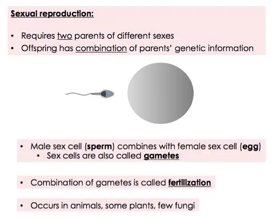 Sexual reproduction requires two parents of different sexes. The offspring has a combination of the parents' genetic information. Male sex cells (sperm) combine with the female sex cell (egg). These sex cells are also called gametes. The combination of gametes is called fertilization. It occurs in animals, some plants, and a few types of fungi.