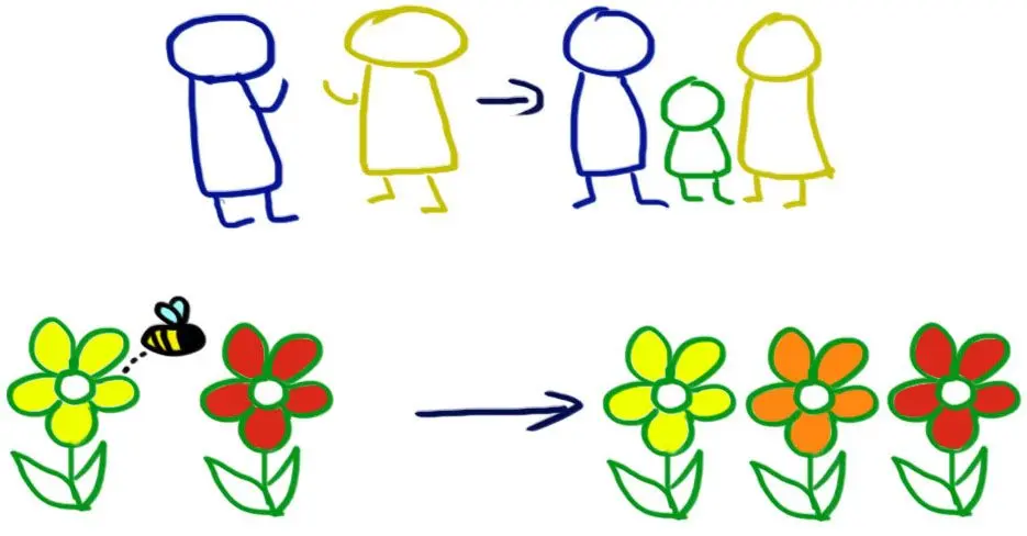 Humans and flowers both use sexual reproduction. In the case of flowers, they need some help from bees.
