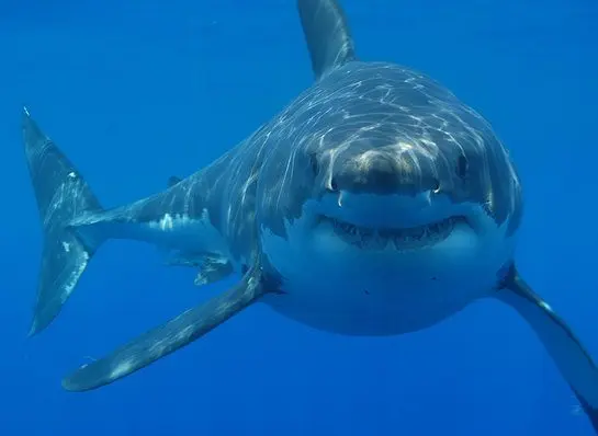 A great white shark is an example of a tertiary consumer.