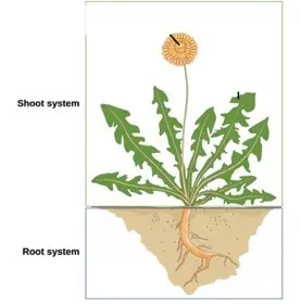 Plants also have organ systems. They are called the shoot system and the root system.