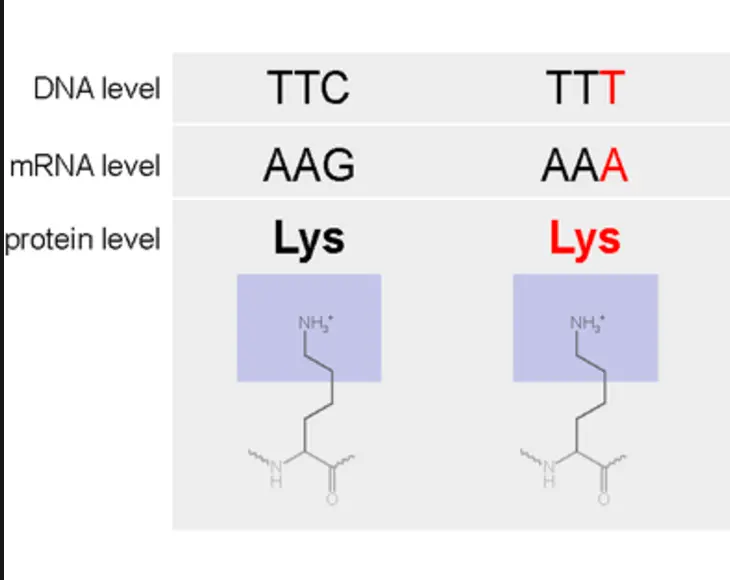 An example of a silent mutation. The original DNA strand has the code TTC. This gets transcribed to AAG in mRNA, which gets translated to the protein lysine. In a silent mutation, the DNA has the code TTT and the mRNA strand reads AAA. This also translates to lysine. Even though the resulting amino acid is the same, the code behind it is different.