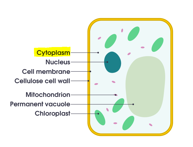 A diagram of a plant cell filled with cytoplasm