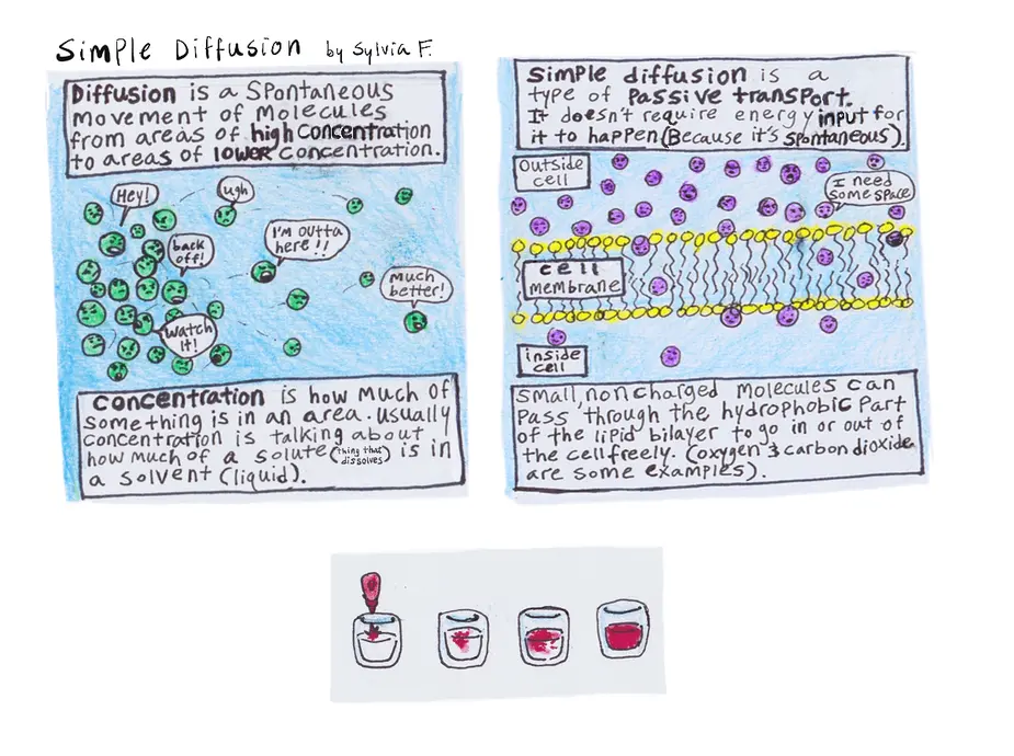 This is a comic explaining simple diffusion. The text reads: Diffusion is a spontaneous movement of molecules from areas of high concentration to areas of lower concentration. Concentration is how much of something is in a given area. Usually concentration is talking about how much of a solute (thing that dissolves) is in a solvent (liquid). Simple diffusion is a type of passive transport. It doesn't require energy input for it to happen (because it's spontaneous). Small, non-charged molecules can pass through the hydrophobic part of the lipid bilayer to go in or out of the cell freely. Oxygen and carbon dioxide are some examples.