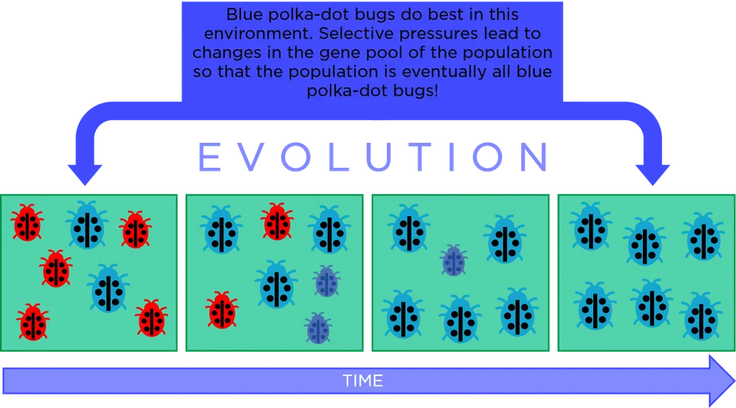 This is an image showing change over time. At first there are two blue and four red polka-dot bugs on a blue background. As the image progresses, there are fewer red bugs and more blue bugs. The final image shows only blue bugs. The text reads: "Blue polka-dot bugs do best in this environment. Selective pressures lead to changes in the gene pool of the population so that the population is eventually all blue polka-dot bugs."